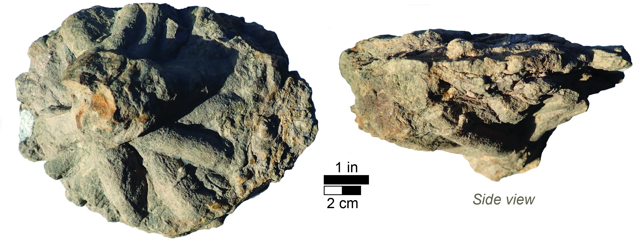 Another example of Asterosoma from eastern Kentucky in the Kentucky Geological Survey’s paleontological collections. Note the stacking of radial burrows in side view.